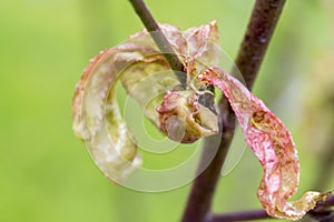 Damaged fruits tree disease