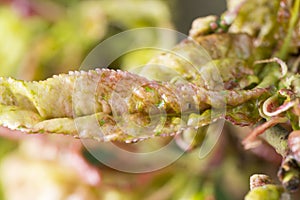 Damaged fruits tree disease