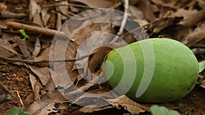 Damaged Green mango on the ground