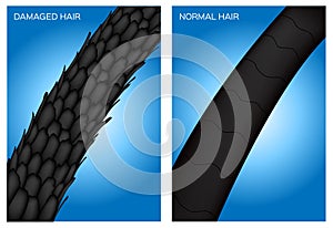 Damaged hair and normal hair