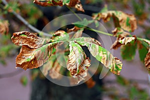 Damaged Horse chestnut leaf on tree