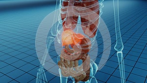 Damaged injured liver representation