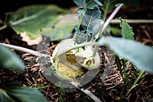 a damaged kohlrabi in a raised bed