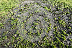 Damaged lawn