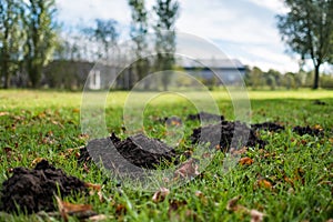 Damaged lawn by a mole on autumn sunny day.