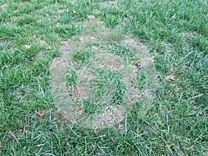 Damaged lawn need lawn care photo