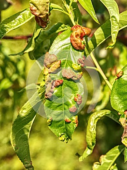 Damaged leaf peach almond Taphrina deformans disease cloque.