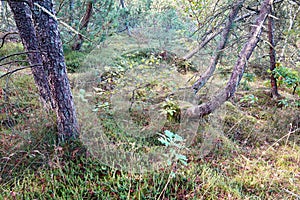 Damaged and leaning trees in a lush green forest outdoors in nature. Landscape with dead brown plants after a storm in