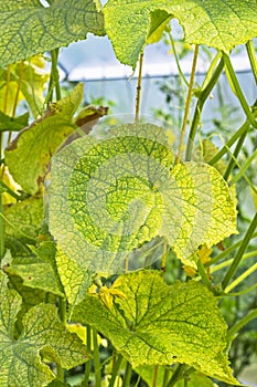 The damaged leaves of cucumber spider mite Tetranychus urticae photo