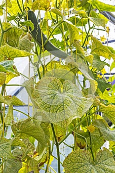 The damaged leaves of cucumber spider mite ( Tetranychus urticae )