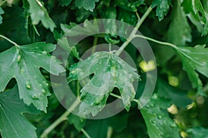 Damaged leaves of currant. The parasite spoils the green leaves.