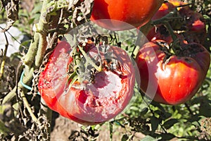 Damaged organic tomato