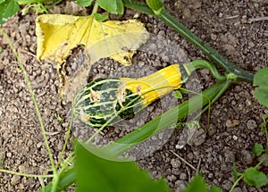 Damaged ornamental gourd among plant vine and leaves