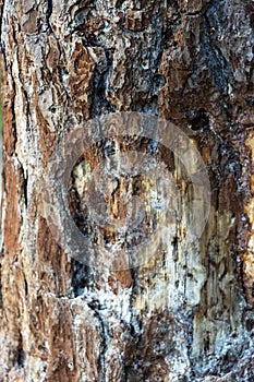 Damaged pine tree close up