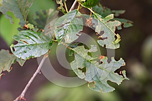 Damaged plant leaves, devouring. Eaten tree foliage struck by parasites