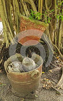 Damaged pots on plantation, Parque EcoturÃÂ­stico. Zihuatanejo, Mexico photo