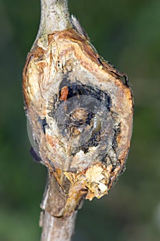 Damaged raspberry shoots by Raspberry gall midge - Lasioptera rubi. A dangerous pest in orchards and gardens