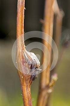 Damaged raspberry shoots by Raspberry gall midge - Lasioptera rubi. A dangerous pest in orchards and gardens