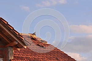 Damaged roof