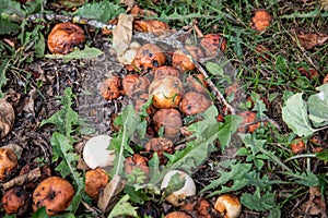 Damaged, rotten apples on the ground in the grass. Autumn works and fruit growing