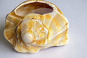 Damaged shell with a large hole.