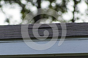 Damaged shingle on roof