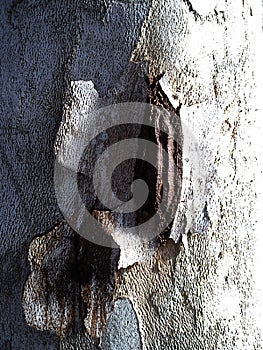 Damaged surface of a plane tree trunk. Ulceration on the cortex caused by disease, virus, or rotting after breaking off a branch