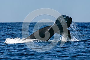 damaged tail humpback whale in pacific ocean baja california sur mexico