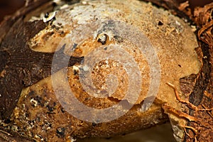 Damaged tainted coconut