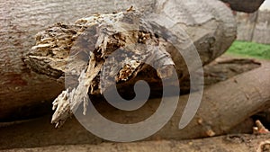 Damaged texture of pine wood