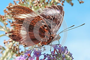 Damaged and almost transparent forewing of a black and white but