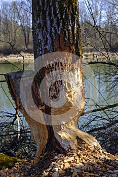 Damaged tree by Eurasian beaver in riparian area photo