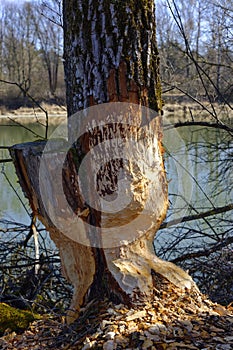 Damaged tree by Eurasian beaver in riparian area