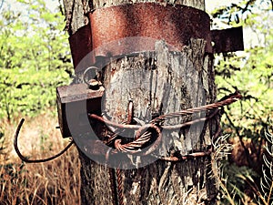 Damaged tree put in irons