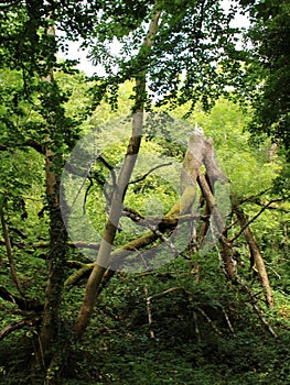 Damaged Tree Snapped in Half in Woodland