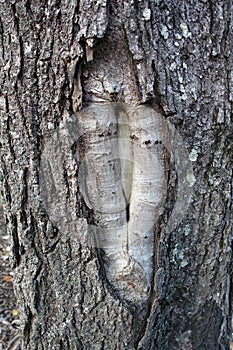 Damaged Tree with Healed Wood Knot