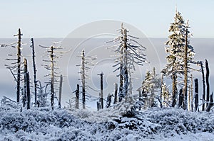 Damaged trees with inversion weather, Giant Mountains