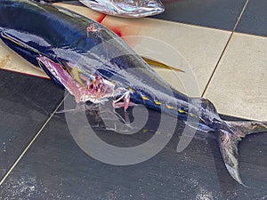 Damaged Tuna at Fuvahmulah Fish Market