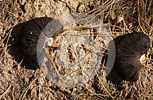 Damaged Wild Mushroom Lying on the Ground