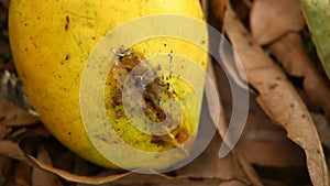 Damaged yellow mango on the ground