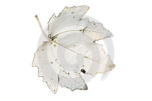 Damaged yellow maple leaf isolated white