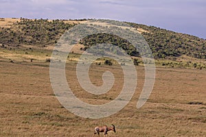 Damaliscus lunatus jimela Topi medium-sized antelopes with a striking reddish-brown to purplish-red coat walking