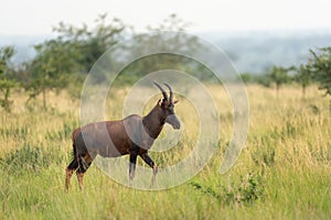 Damaliscus lunatus, topi