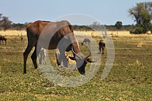 Damaliscus lunatus, Topiand Tsessebe, in the Bwabwata National Park, Namibia