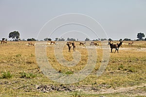 Damaliscus lunatus, Topiand Tsessebe, in the Bwabwata National Park, Namibia