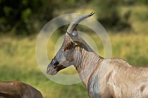 DAMALISQUE TOPI damaliscus korrigum