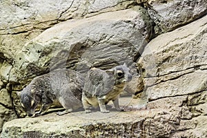 Daman Bruce, lat.Hyracoidea-closest relative of elephants on the background of a stone wall. Zoo. Moscow, Russia.