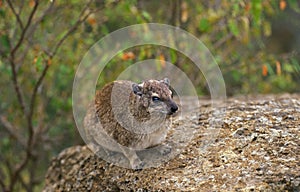 DAMAN DES ROCHERS procavia capensis