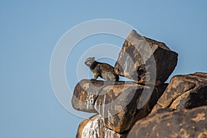 The daman, Procavia capensis, on the rocks in Namibia
