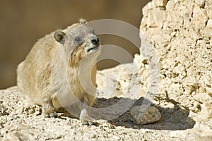 Daman sits on the stone.